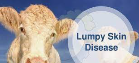 Lumpy Skin Disease: Task Force constituted for Jammu, Kashmir Divs